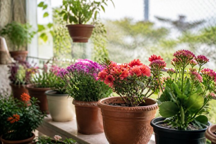 Dez plantas ideais para vasos na primavera: flores e folhagens para decorar