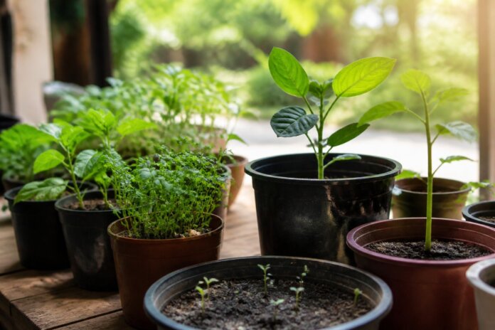 Sete plantas fáceis para decorar casa