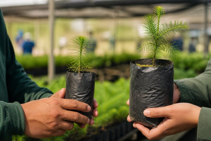 Itararé abre inscrições para programa de incentivo às araucárias