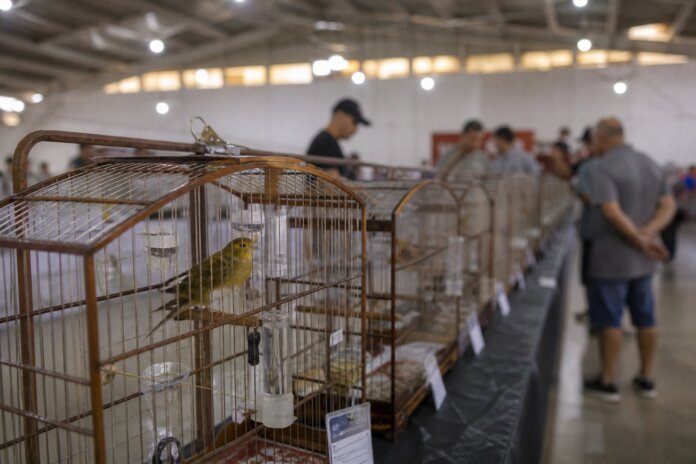 Feira de Aves volta a Castro nos dias 17 e 18 de outubro