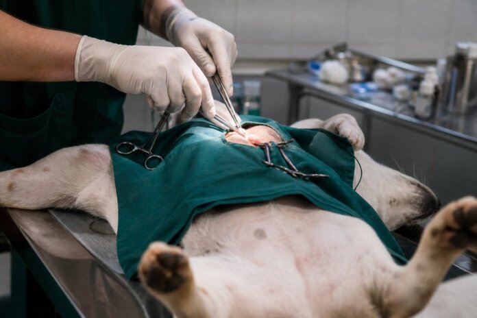 Curitiba abre 5.167 vagas para castração gratuita de cães e gatos em sete mutirões