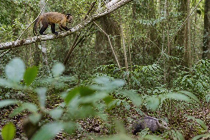 Macaco-prego e gambá resgatados em Marechal Rondon voltam à natureza após recuperação