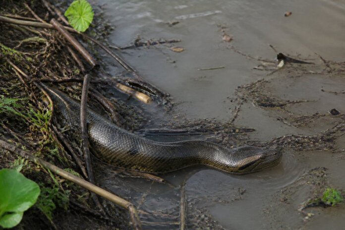 Cobra-d'água rara é avistada em Guaíra durante seminário de meio ambiente