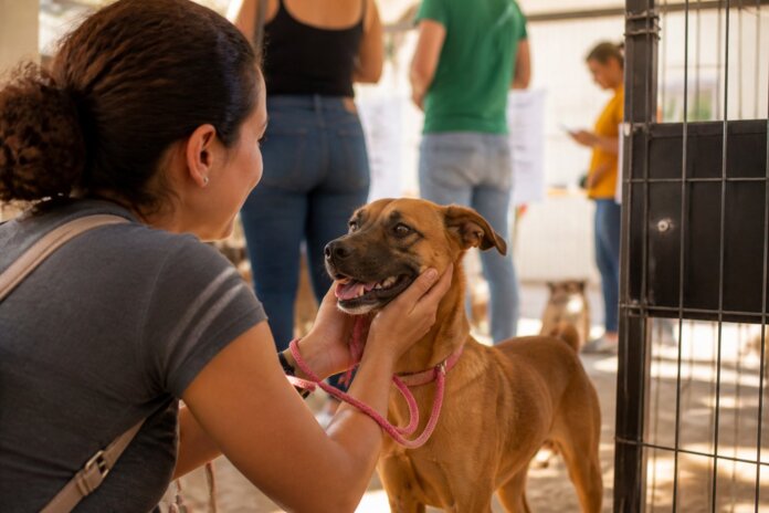 Cães e gatos resgatados estão à espera de adoção em Guaíra