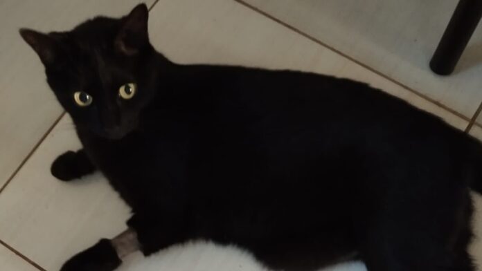 Gato Billy desapareceu em Ponta Grossa, tutores oferecem R$ 2 mil de recompensa