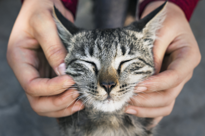 Araucária abre vacinação gratuita de cães e gatos de 21 a 24 de outubro
