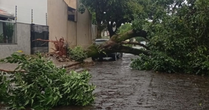 Paranavaí registra 30 chamados após chuva e vendaval, vias interditadas