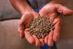 Café fica mais barato no mercado paranaense, soja dispara nas exportações